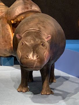 特別展「大哺乳類展３－わけてつなげて大行進」に投稿された画像（2024/4/7）