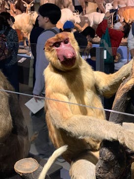 特別展「大哺乳類展３－わけてつなげて大行進」に投稿された画像（2024/4/7）