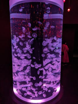 マクセル アクアパーク品川に投稿された画像（2024/4/7）