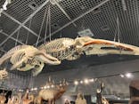特別展「大哺乳類展３－わけてつなげて大行進」に投稿された画像（2024/4/7）