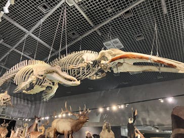 特別展「大哺乳類展３－わけてつなげて大行進」に投稿された画像（2024/4/7）