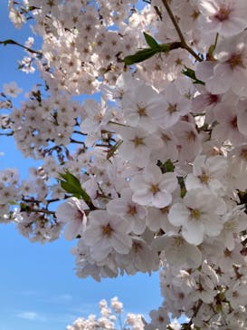 万博記念公園に投稿された画像（2024/4/7）