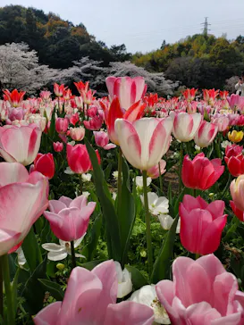 浜名湖花博2024に投稿された画像（2024/4/7）
