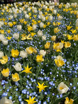 浜名湖花博2024に投稿された画像（2024/4/7）