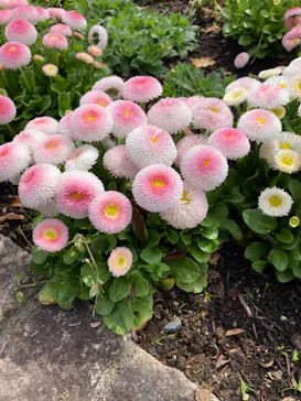 浜名湖花博2024に投稿された画像（2024/4/7）