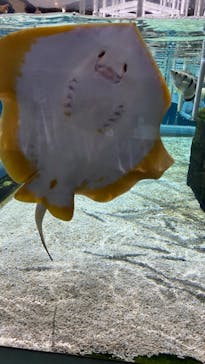 NIFREL（ニフレル）に投稿された画像（2024/4/7）