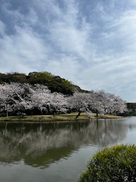 三溪園に投稿された画像（2024/4/7）