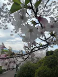 ひらかたパークに投稿された画像（2024/4/7）