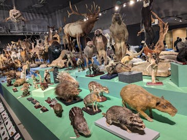 特別展「大哺乳類展３－わけてつなげて大行進」に投稿された画像（2024/4/7）