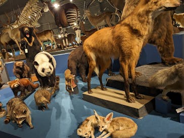 特別展「大哺乳類展３－わけてつなげて大行進」に投稿された画像（2024/4/7）