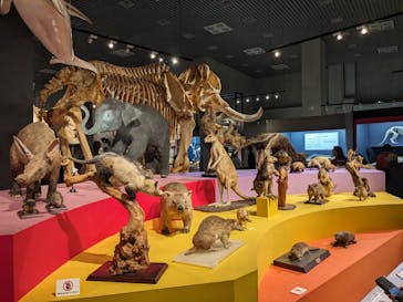 特別展「大哺乳類展３－わけてつなげて大行進」に投稿された画像（2024/4/7）