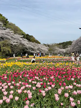 浜名湖花博2024に投稿された画像（2024/4/7）