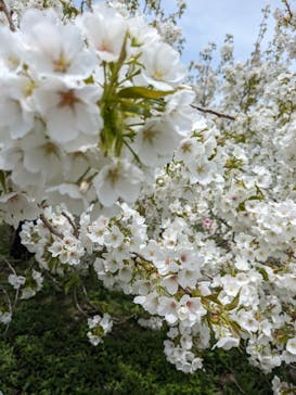 大井川鐵道株式会社に投稿された画像（2024/4/7）