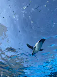 サンシャイン水族館に投稿された画像（2024/4/7）