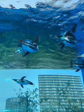 サンシャイン水族館に投稿された画像（2024/4/7）