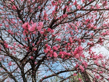 万博記念公園に投稿された画像（2024/4/7）