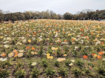 万博記念公園に投稿された画像（2024/4/7）