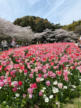 浜名湖花博2024に投稿された画像（2024/4/7）