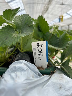府中いちご狩り園に投稿された画像（2024/4/7）