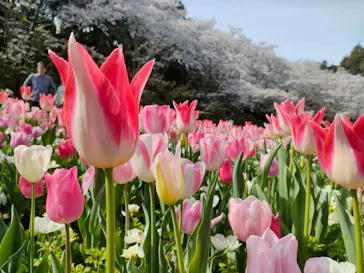 浜名湖花博2024に投稿された画像（2024/4/7）