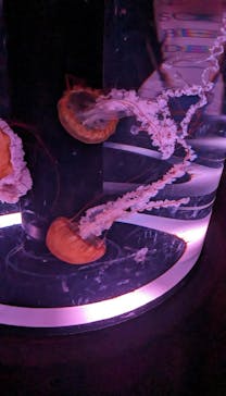 マクセル アクアパーク品川に投稿された画像（2024/4/7）