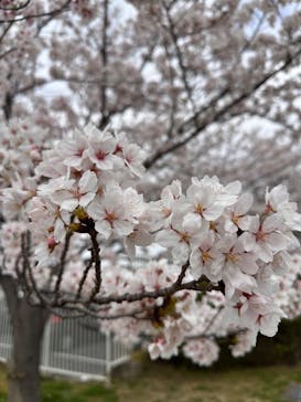 万博記念公園に投稿された画像（2024/4/7）