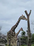 天王寺動物園に投稿された画像（2024/4/7）