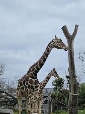 天王寺動物園に投稿された画像（2024/4/7）