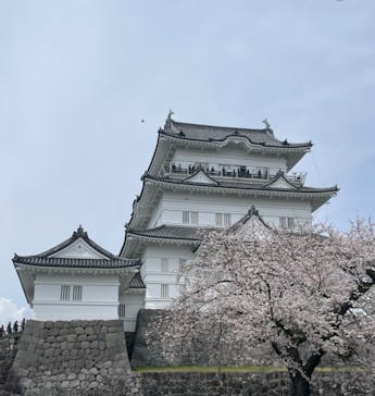 小田原城に投稿された画像（2024/4/7）