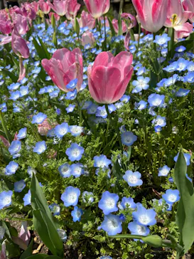 浜名湖花博2024に投稿された画像（2024/4/7）