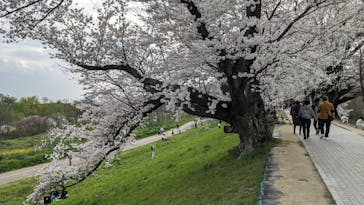 京阪電車に投稿された画像（2024/4/7）