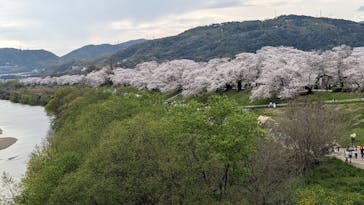 京阪電車に投稿された画像（2024/4/7）