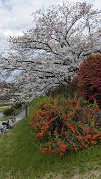 京阪電車に投稿された画像（2024/4/7）