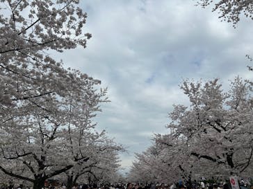 万博記念公園に投稿された画像（2024/4/7）