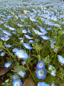 万博記念公園に投稿された画像（2024/4/7）