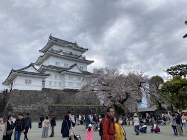 小田原城に投稿された画像（2024/4/7）