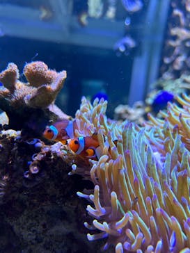 DMMかりゆし水族館に投稿された画像（2024/4/7）