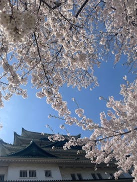 名古屋城に投稿された画像（2024/4/7）