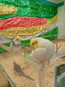 いきもの探検隊湘南に投稿された画像（2024/4/7）