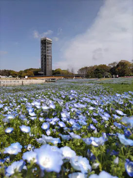 浜名湖花博2024に投稿された画像（2024/4/7）