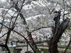 京都嵐山温泉 風風の湯に投稿された画像（2024/4/7）