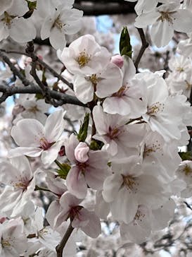 万博記念公園に投稿された画像（2024/4/7）