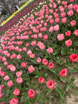 万博記念公園に投稿された画像（2024/4/7）