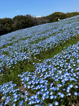 万博記念公園に投稿された画像（2024/4/7）