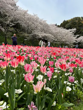浜名湖花博2024に投稿された画像（2024/4/7）