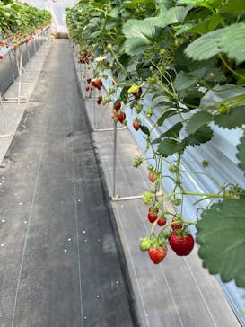 町田いちご狩り農園に投稿された画像（2024/4/7）