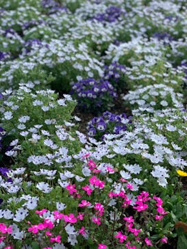 浜名湖花博2024に投稿された画像（2024/4/7）