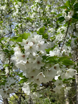 浜名湖花博2024に投稿された画像（2024/4/7）