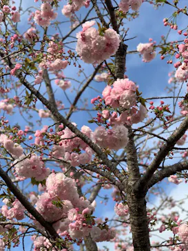 浜名湖花博2024に投稿された画像（2024/4/7）