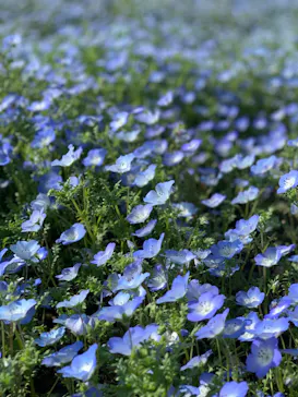 浜名湖花博2024に投稿された画像（2024/4/7）